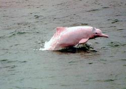 delfin de apa dulce