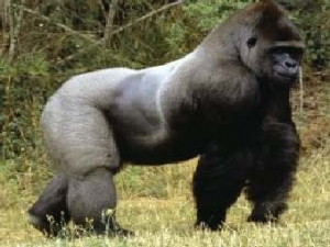 gorila