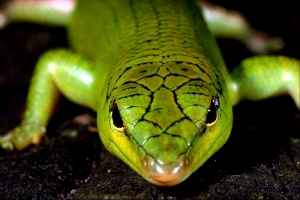 reptila