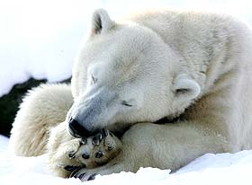 urs polar