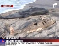 delfin impuscat delfin impuscat