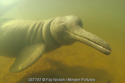 delfin