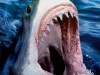 78027great-white-shark-posters.jpg