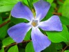 blue_flowerpreview_0.jpg
