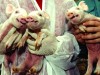 Parlamentul European decide in acest an asupra clonelor si a organismelor modificate genetic Parlamentul European decide in acest an asupra clonelor si a organismelor modificate genetic