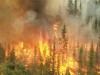 California Incendiu de padure California Incendiu de padure