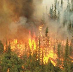 California Incendiu de padure