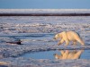 petrol arctic