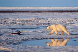petrol arctic