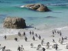pinguini pinguini