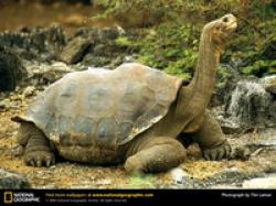 ultimul testos de galapagos
