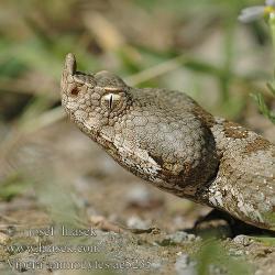 vipera.jpg