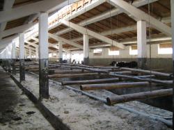 amenajare-interioara-adapost-bivolite.JPG