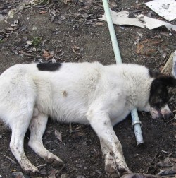 animale otravite
