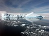 antarctica antarctica