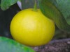 bergamot