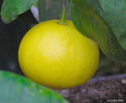 bergamot