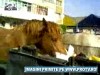 braila cai gunoieri braila cai gunoieri