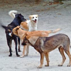 caini comunitari