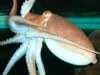 caracatita caracatita