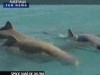 primele imagini cu delfini carni
