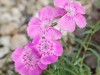 Dianthus callizonus