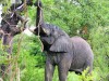 extinctia elefantilor africani