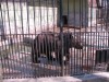 gradina zoologica gradina zoologica