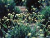 Guayule Guayule