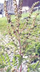 iarba parloagelor