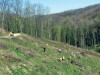 Pădurile ocupă o suprafaţa de 35,5% din judeţul Bistriţa-Năsăud