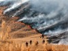 incendii de miriste