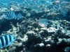 ocean ocean
