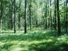 padurea trivale padurea trivale