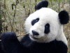 urs panda urias