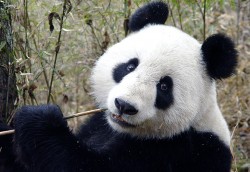 urs panda urias urs panda urias