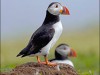 Pasarea Puffin Pasarea Puffin