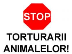 stop torturarii animalelor