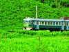 tren verde