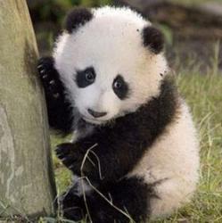 ursulet panda