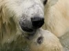 ursul polar ursul polar