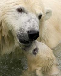 ursul polar