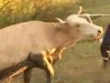 vaca salvata de pompieri