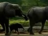 gradina zoologica gradina zoologica