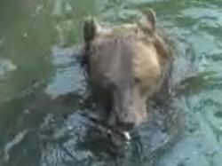 gradina zoologica din roma
