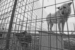 adapost pentru animale