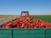 Romania-Gradina bio a Europei: Agricultura eco, nucleul strategiei de tara