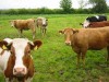 animale clonate