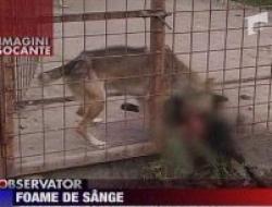 animale infometate