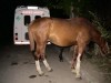 animale libere pe sosele